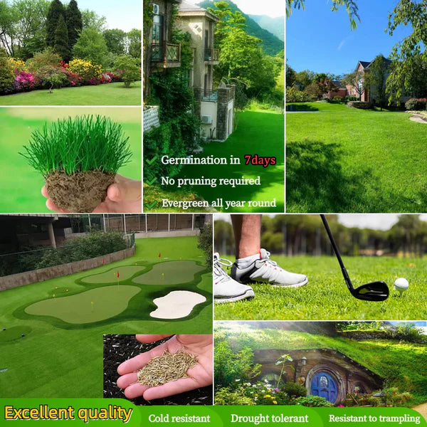 🌱 Four Seasons Evergreen Dwarf Grass Seed for all seasons