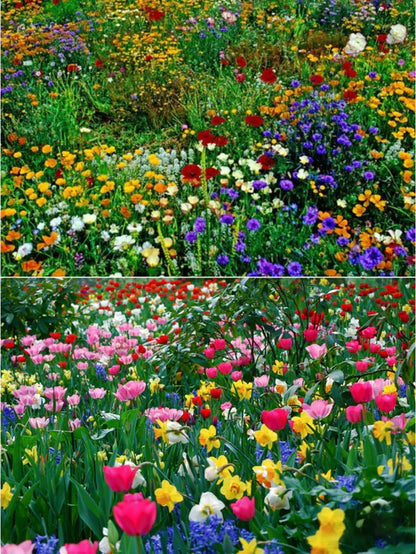 Premium Flower seeds (Pack of 100) And Get Plant Growth Supplement Free